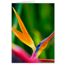 Note Card_Bird of Paradise