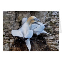 Note card: Bonding Gannets