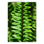 Note Card_Fern