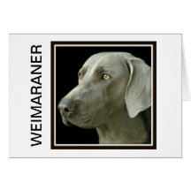 Note Card - Weimaraner Head Study