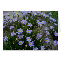 Note card with Blue Marguerite Flowers
