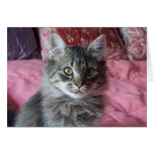 Note Card with kitten photo