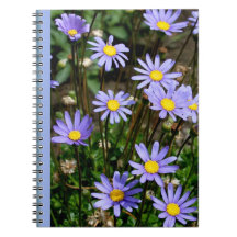 Notebook with blue Marguerite Flowers