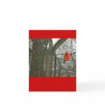notecard, bright red cardinal on tree branch