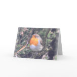 Notecard: British Robin