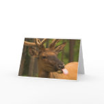 notecard - Elk with Tongue Out