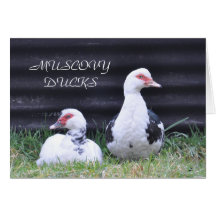 Notecard: Young Muscovy Ducks