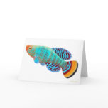 Nothobranchius Rachovii Killifish Card
