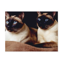 Nova And Damien Post Card