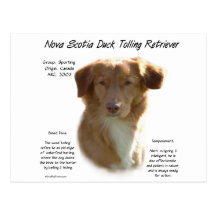 Nova Scotia Duck Tolling Retriever History Design Postcard