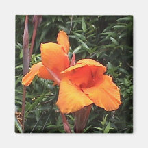 Novelty Canna Magnet