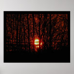November Sunset Through Trees Poster