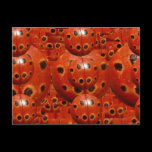 NOVINO Lady Bug Wants a Hug postcards