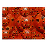 NOVINO Lady Bug Wants a Hug Postcard