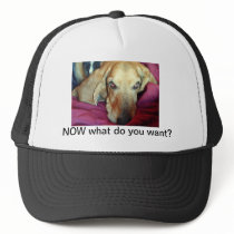 NOW what do you want? Basset Hat