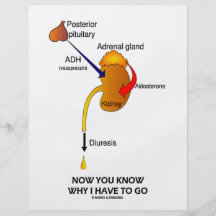 Now You Know Why I Have To Go (Diuresis) Flyer