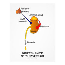 Now You Know Why I Have To Go (Diuresis) Personalized Letterhead