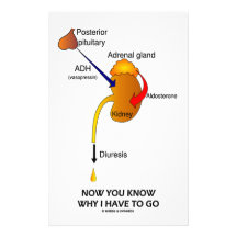 Now You Know Why I Have To Go (Diuresis) Stationery Paper