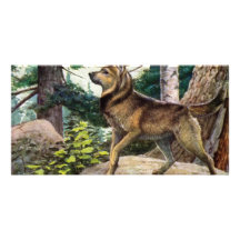 Nowegian elkhound photo greeting card