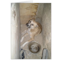 nowzad in his original hide away card