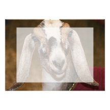 Nubian Dairy Goat Doe White Stripe Caprine Custom Invite