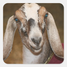 Nubian Dairy Goat Doe White Stripe Caprine Stickers