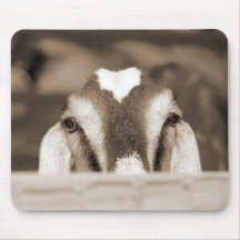 Nubian doe bw sepia peeking over wooden rail mouse pad