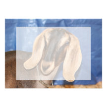 Nubian doe head against blue personalized announcement