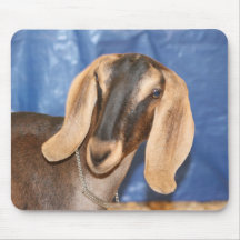 Nubian doe head against blue mousepad