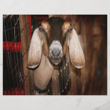 Nubian doe head on getting out of gate flyer design