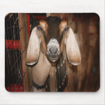 Nubian doe head on getting out of gate mousepads
