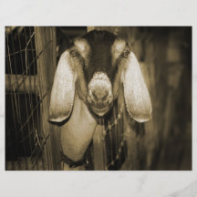 Nubian doe sepia head on getting out of gate personalized flyer