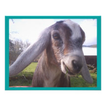 Nubian Goat Personalized Invitations
