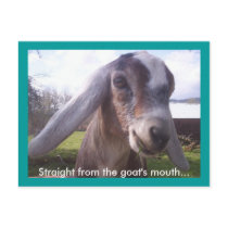 Nubian Goat Postcards