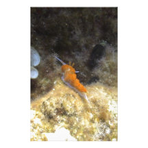 Nudibranch Custom Stationery