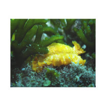 Nudibranch Impressão De Canvas Envolvida