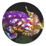 Nudibranch Laying Egg Sea Squirt Polycarpa Aurata Sticker