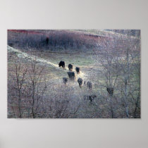 Number Of Cow Going For Feed In Winter Posters
