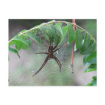 Nurse Spider and Young Postcard
