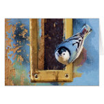 nuthatch 2 greeting card