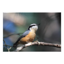 Nuthatch Photographic Print