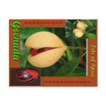 Nutmeg Postcard