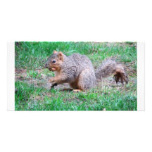 nutty squirrel personalized photo card