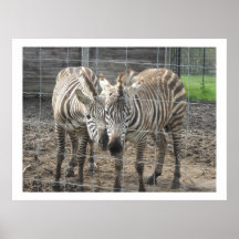 Nuzzling Zebras Print