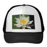 Nymphaea albida, white, hardy water lily  flowers hats