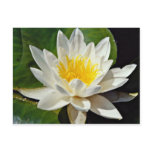 Nymphaea albida, white, hardy water lily  flowers postcards