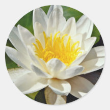 Nymphaea albida, white, hardy water lily  flowers sticker