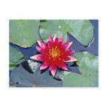 Nymphaea atropuperea, red, hardy water lily  flowe postcards