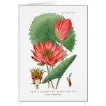 Nymphaea rubra (Waterlily) cards
