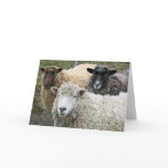 O We Like Sheep Greeting Card